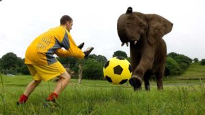 Sepak Bola Gajah